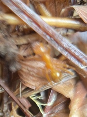 Formica pallidefulva