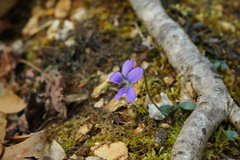 Viola hirsutula
