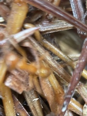 Formica pallidefulva