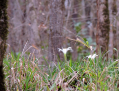 Zephyranthes atamasco