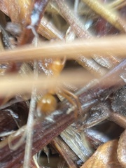 Formica pallidefulva
