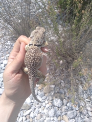 Crotaphytus