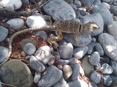 Crotaphytus