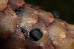 Piceomphale bulgarioides