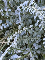 Astragalus lentiginosus
