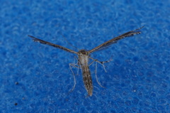 Stangeia