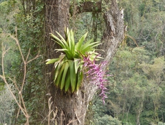 Tillandsia australis