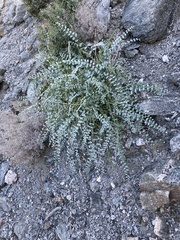 Astragalus lentiginosus