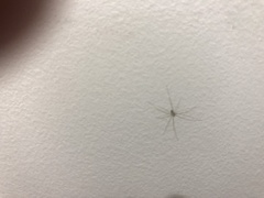 Pholcidae