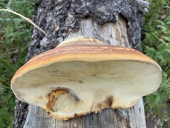 Fomitopsis schrenkii