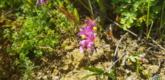 Ixia scillaris scillaris