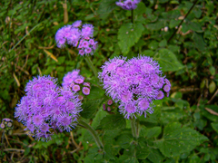 Ageratum houstonianum image