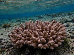 Acropora retusa