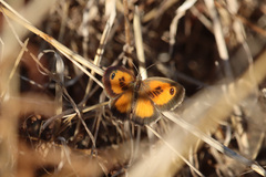 Pyronia cecilia