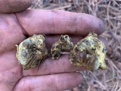 Truncocolumella citrina