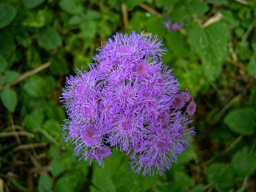 Ageratum houstonianum image