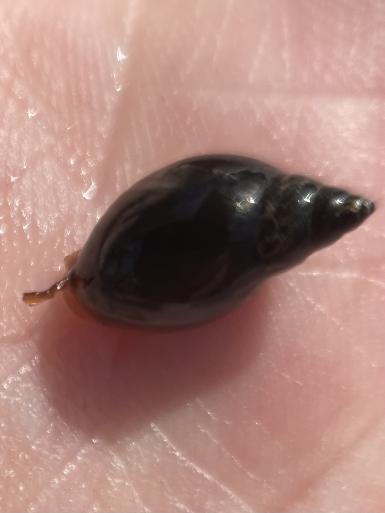 Physella carolinae