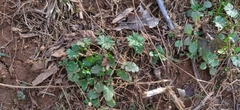Geranium carolinianum carolinianum