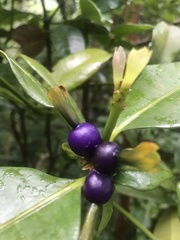 Psychotria laciniata