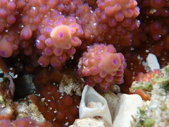 Acropora retusa