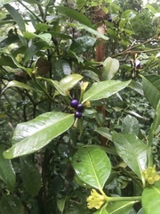 Psychotria laciniata