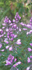 Comesperma ericinum