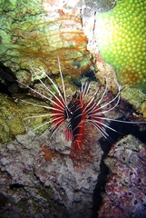 Pterois