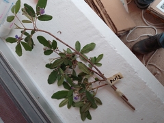 Vitex mollis