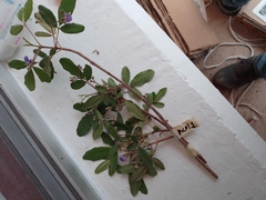 Vitex mollis