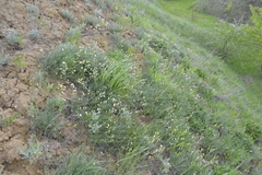 Astragalus ucrainicus