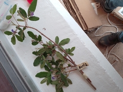 Vitex mollis