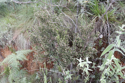 Image of Erica afrorum by (c) Tony Rebelo, some rights reserved (CC BY-SA)