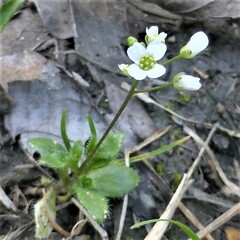Tomostima cuneifolia