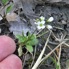 Tomostima cuneifolia