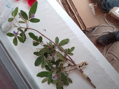 Vitex mollis