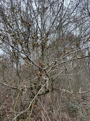 Carpinus betulus