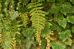 Polypodium interjectum