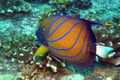 Pomacanthus annularis