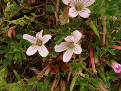 Geranium sessiliflorum