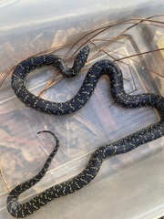 Lampropeltis nigra