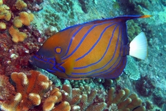 Pomacanthus annularis