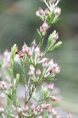 Erica caffrorum