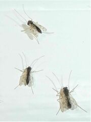 Polypedilum nubiferum