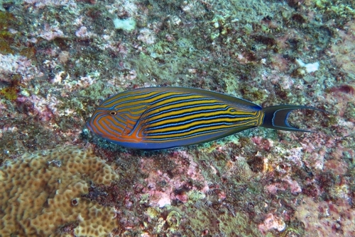 Striped Surgeonfish, photo 8 of 10
