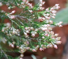 Erica caffrorum