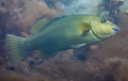 Eastern Blue Groper