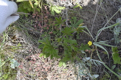Potentilla heptaphylla