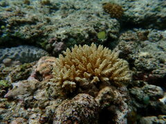 Acropora nana
