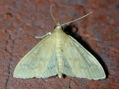 Framinghamia helvalis