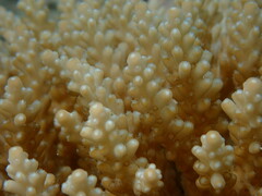 Acropora nana